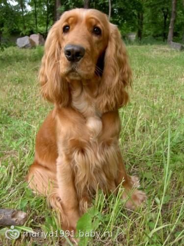 Кокер-спаниель ищет хозяина.