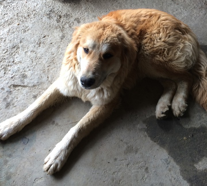 Нашлась собака!!!