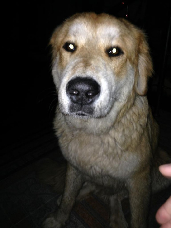 Нашлась собака!!!