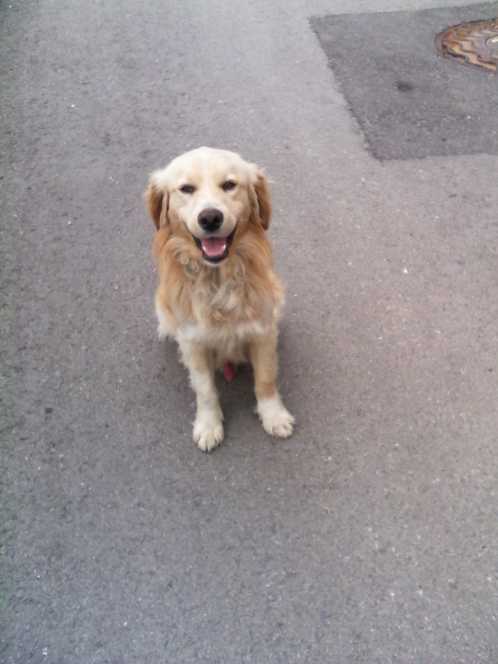 Найден золотистый ретривер 2 года