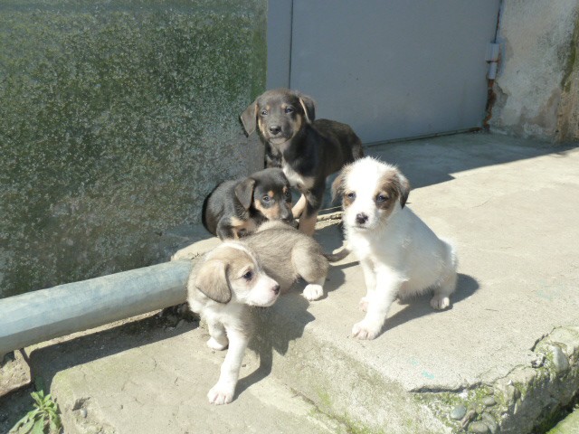 отдам щенков в хорошие руки