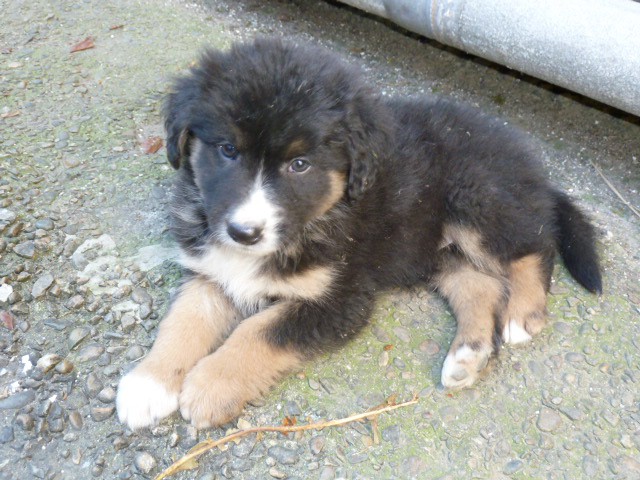 отдам щенков в добрые руки