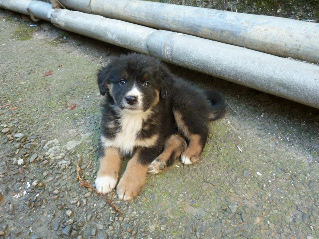 отдам щенков в добрые руки