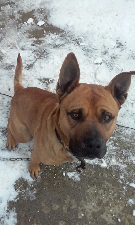 27 августа вечером пропала собака по кличке Джерри. Окрас рыжий,