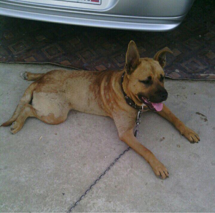 27 августа вечером пропала собака по кличке Джерри. Окрас рыжий,