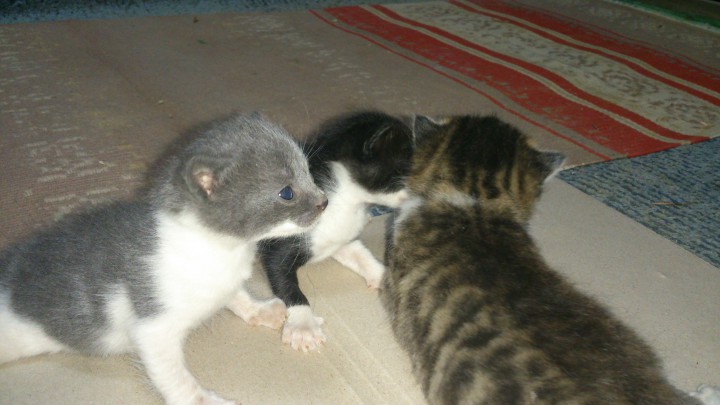 Отдам котят- 2-ух девочек и мальчика.