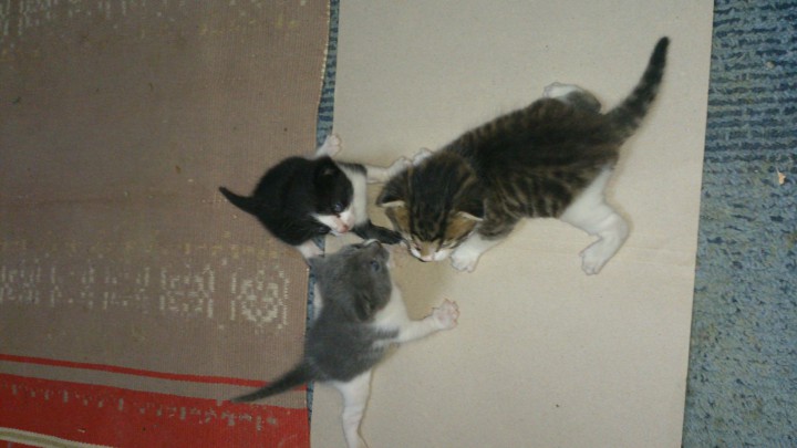 Отдам котят- 2-ух девочек и мальчика.