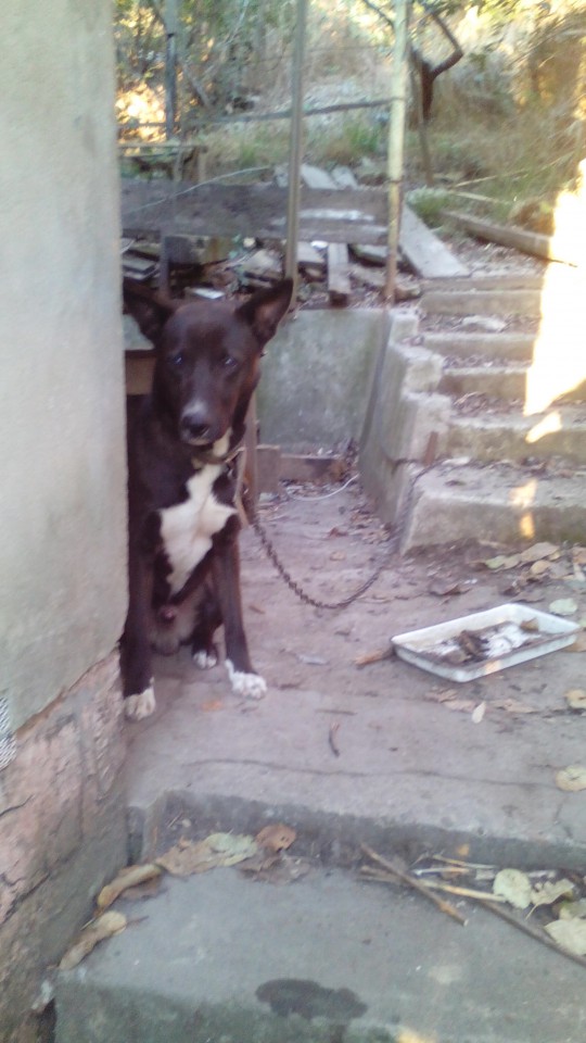 ОТДАЕМ СОБАКУ