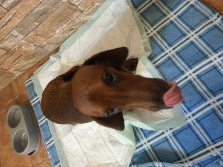 Найден кобель таксы