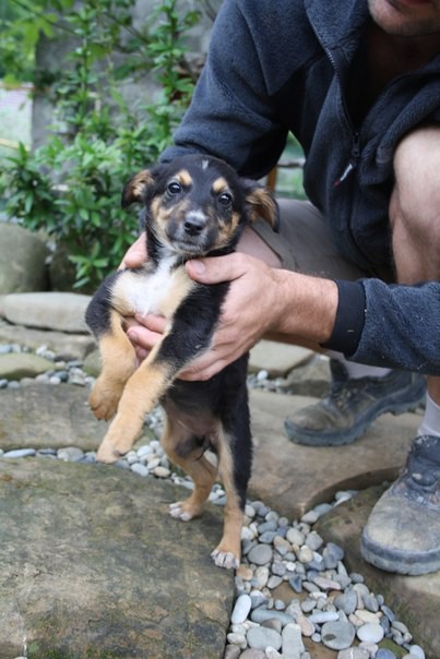 В добрые руки щенки