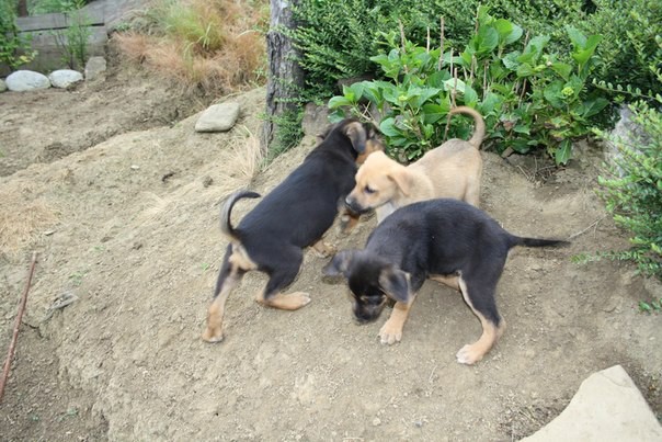 В добрые руки щенки