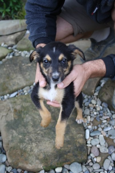 В добрые руки щенки