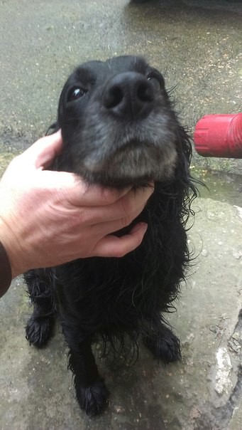 Найден черный спаниель!