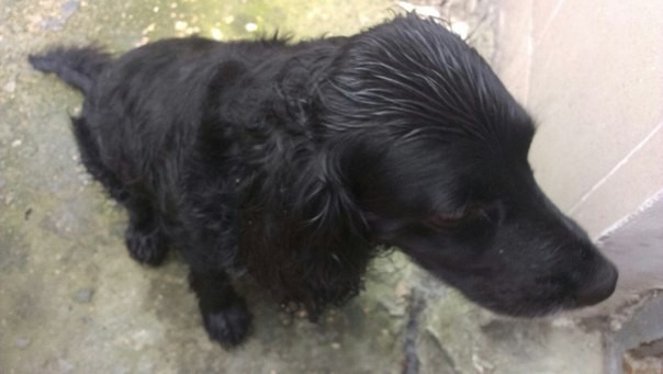 Найден черный спаниель!