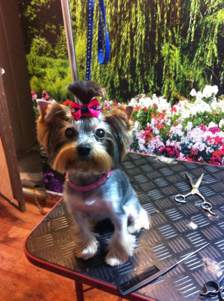 Стрижка собак в Сочи