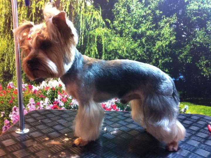 Стрижка собак в Сочи