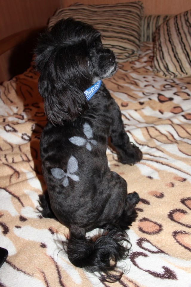 Стрижка собак в Сочи