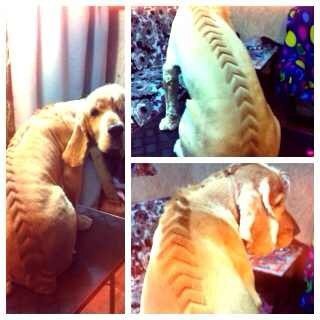 Стрижка собак в Сочи