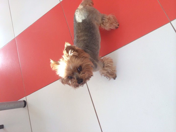 Найдена собака в Сочи