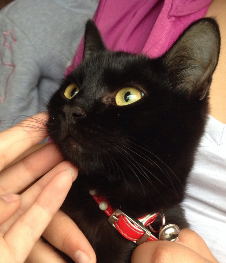 Найден черный кот с красным ошейником 
