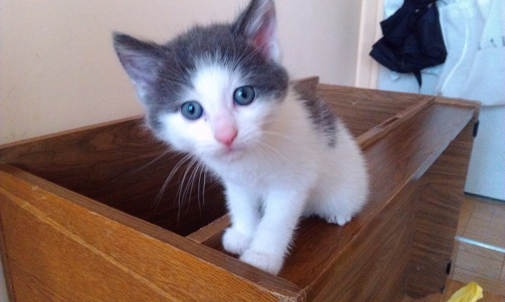 Котенок ищет дом