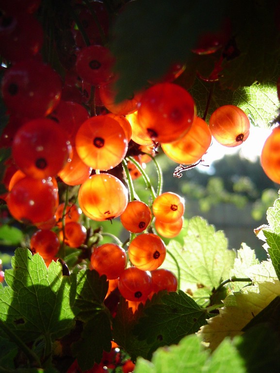 Ищу няню- помощницу