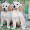 Продаются щенки голден ретривера