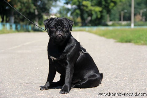 Мопсик ищет подругу для вязки!