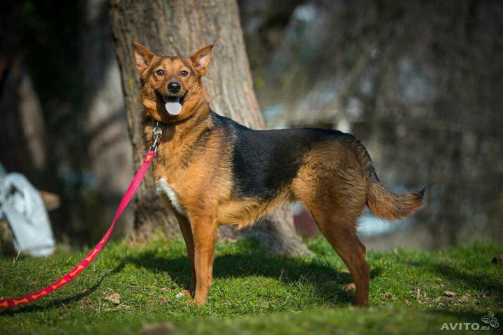 метис овчарки. даром