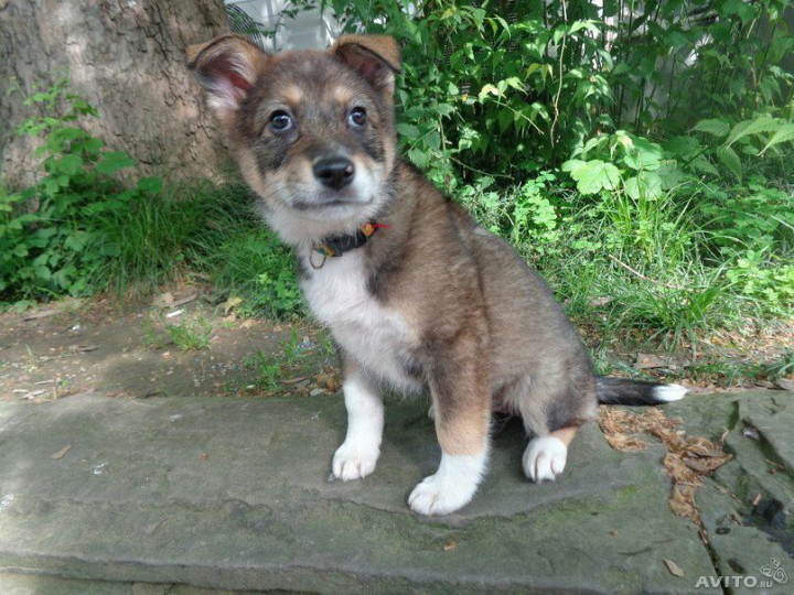 щенки 2 месяца. даром