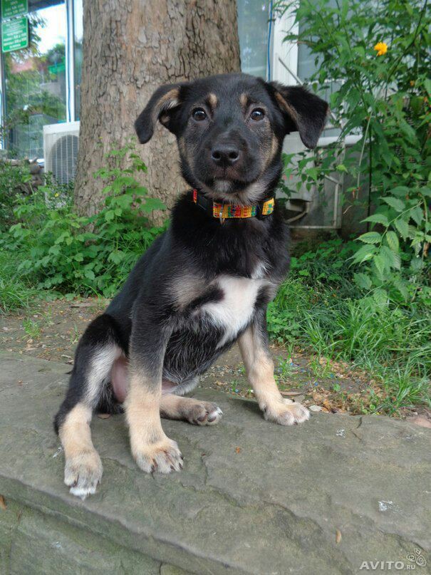 щенки 2 месяца. даром