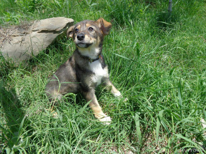 щенки 2 месяца. даром