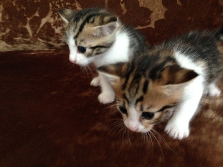 котята