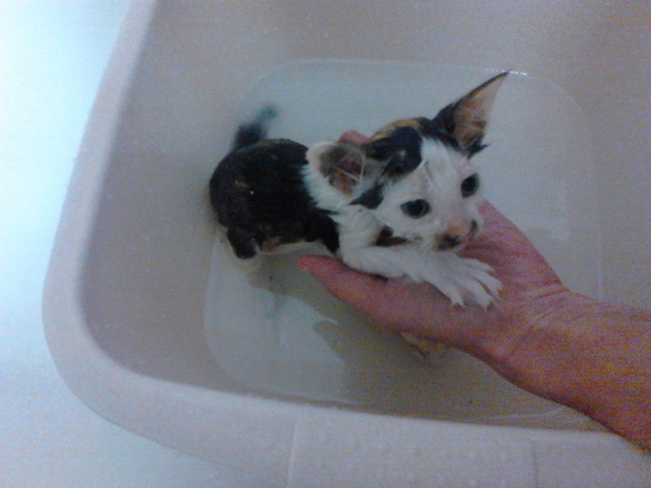 Срочно отдаем в добрые руки Сонечку!!