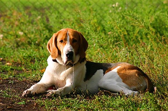 Потерялась гончая