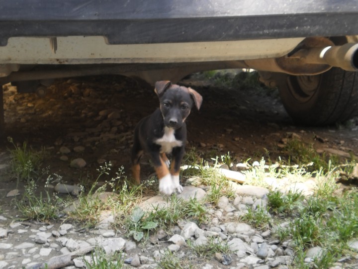 смышлёные собаки ищут хозяина