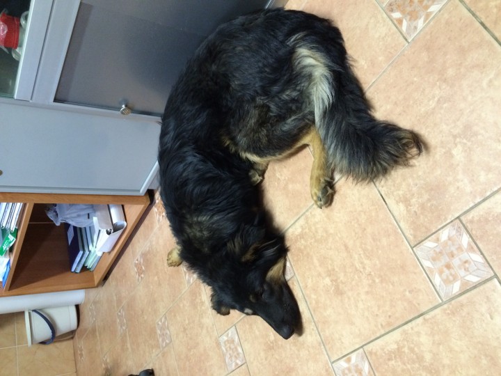 Кай ищет хозяина!!!!! Пес в добрые руки!!!!