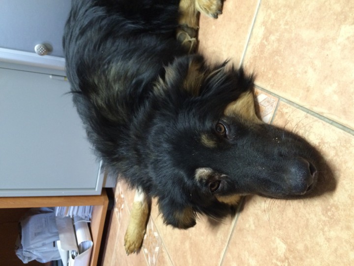 Кай ищет хозяина!!!!! Пес в добрые руки!!!!