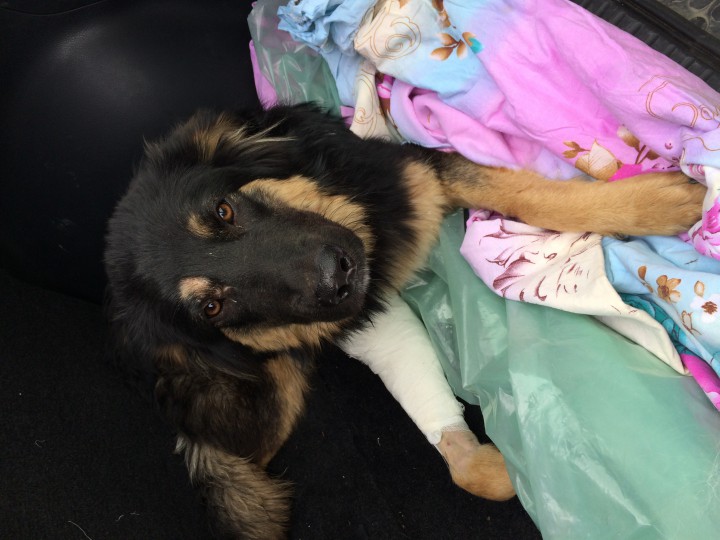 Кай ищет хозяина!!!!! Пес в добрые руки!!!!