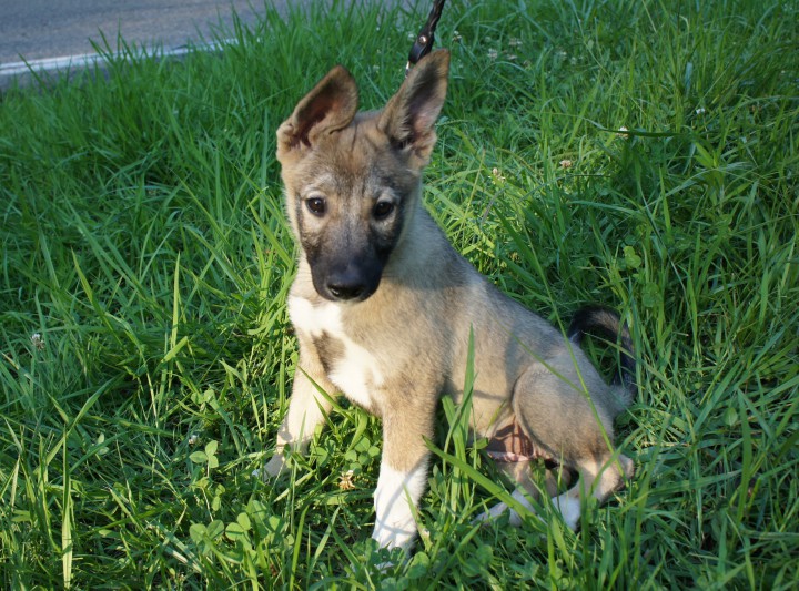 Щенки в добрые руки!!!!!!