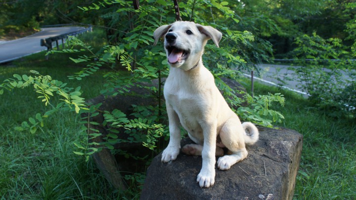 Щенки в добрые руки!!!!!!