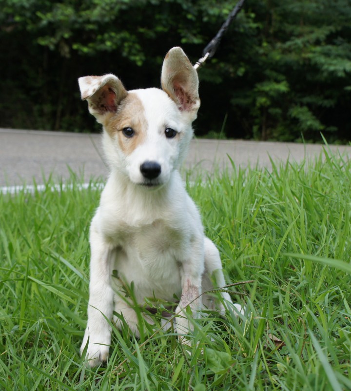 Щенки в добрые руки!!!!!!