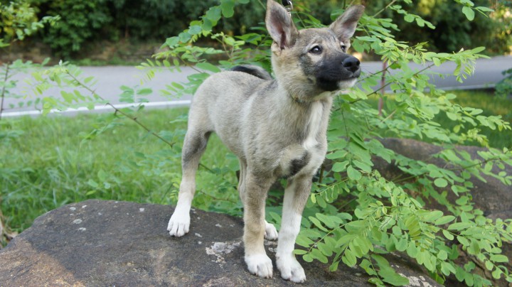 Щенки в добрые руки!!!!!!