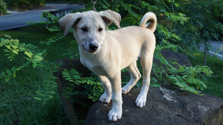 Щенки в добрые руки!!!!!!