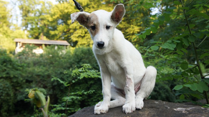 Щенки в добрые руки!!!!!!