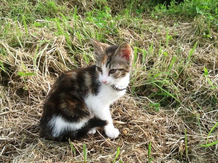 КОТЕНОК ИЩЕТ ДОМ! ПУШИСТОЕ ТРЕХЦВЕТНОЕ СЧАСТЬЕ В ВАШУ СЕМЬЮ!