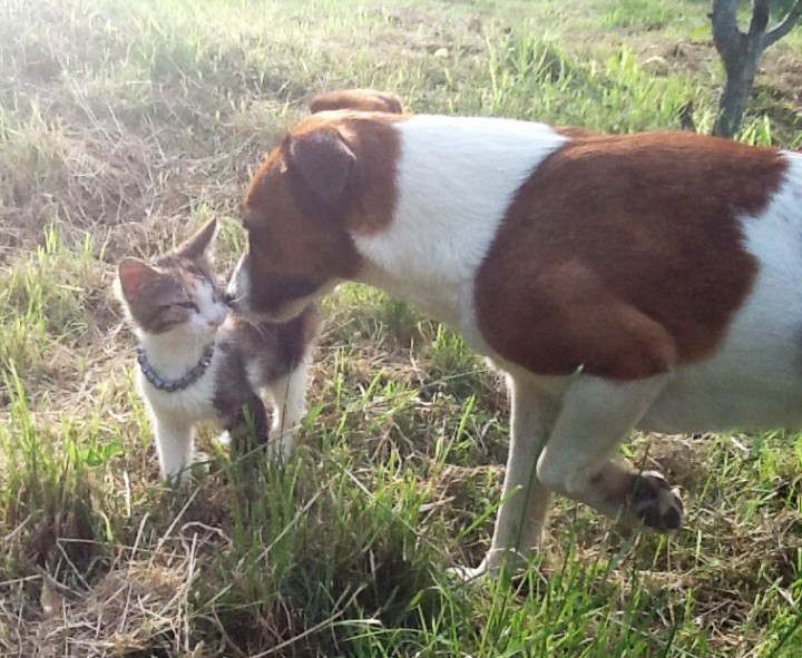 КОТЕНОК ИЩЕТ ДОМ! ПУШИСТОЕ ТРЕХЦВЕТНОЕ СЧАСТЬЕ В ВАШУ СЕМЬЮ!
