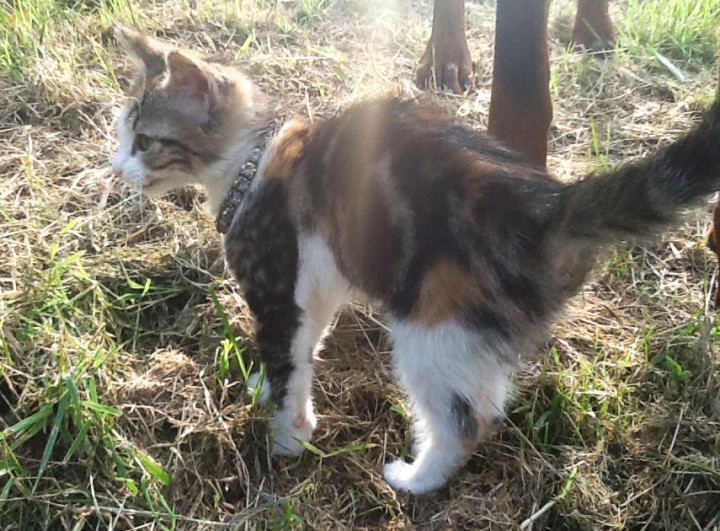 КОТЕНОК ИЩЕТ ДОМ! ПУШИСТОЕ ТРЕХЦВЕТНОЕ СЧАСТЬЕ В ВАШУ СЕМЬЮ!