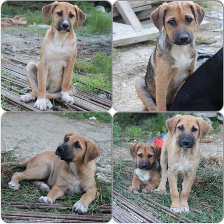 Отдам щенков в добрые руки