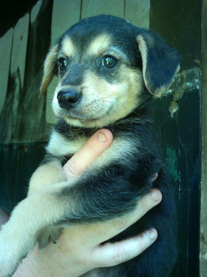 щенки в добрые руки